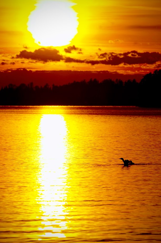 Common loon and her young at sunset