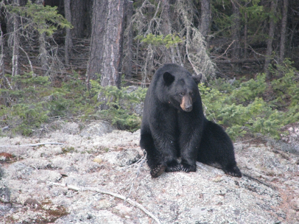 Bear hunting in Ontario
