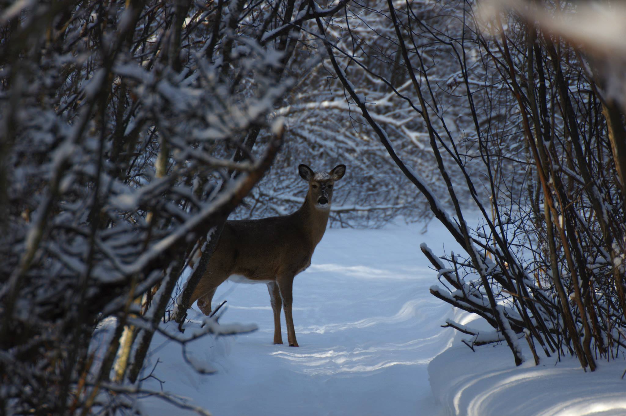 Canadian deer hunting