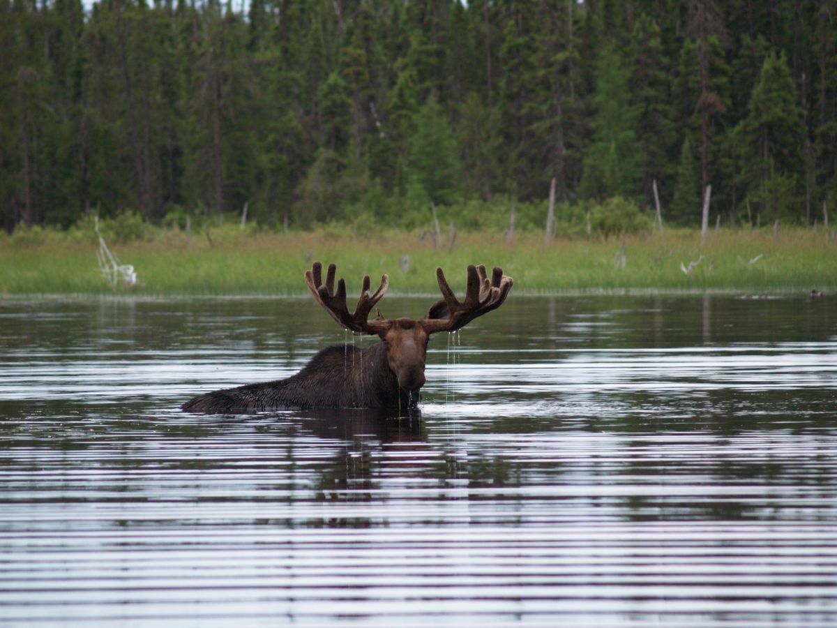 Hunting guides in Northwestern Ontario